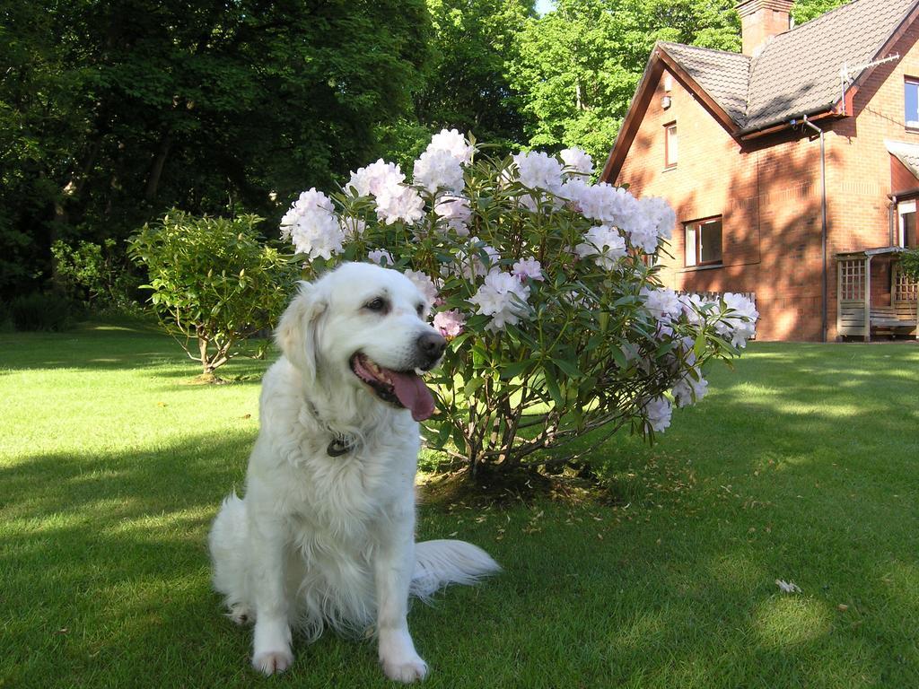Whistlers Dell B&B Rhu Extérieur photo